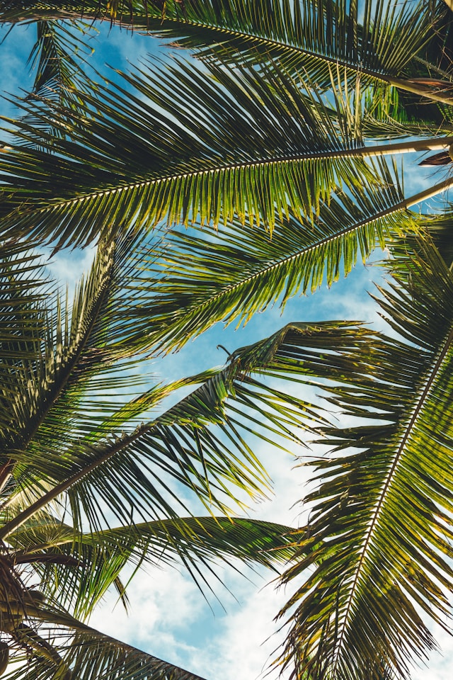 palm tree