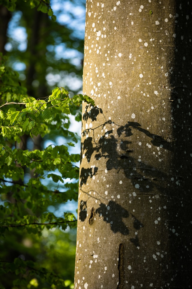 natural rubber